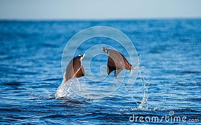 Mobula rays are jumps out of the water. Mexico. Sea of Cortez. Cartoon Illustration