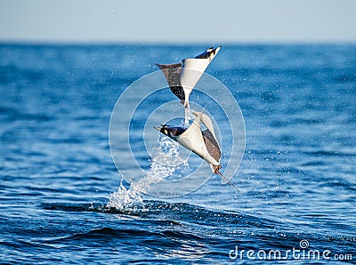 Mobula rays are jumps out of the water. Mexico. Sea of Cortez. Cartoon Illustration