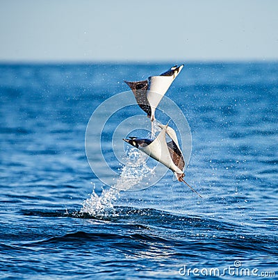 Mobula rays are jumps out of the water. Mexico. Sea of Cortez. Cartoon Illustration