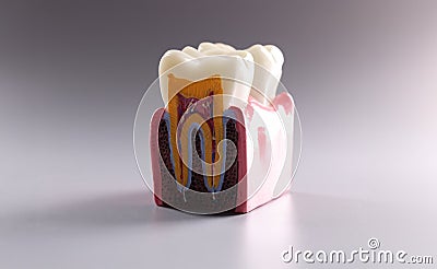 Mock tooth in section, educational model of tooth, anatomy of human oral tooth Stock Photo