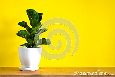 Mock up banner with copy space trending flower ficus lyrata on bright yellow background. Summer indoor plants and urban Stock Photo