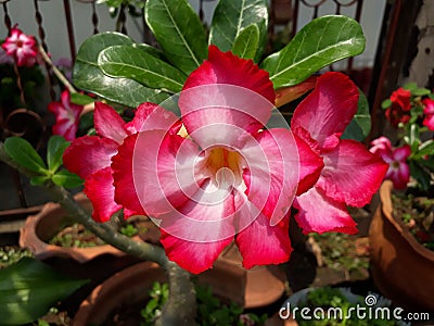 Desertrose adenium leaf leaves Stock Photo