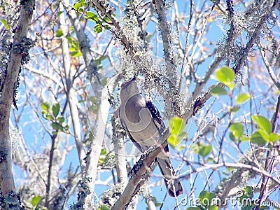 Mocking Bird On a Tree Limb Stock Photo