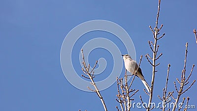 Mockingbird bierze daleko zbiory wideo Mockingbird bierze daleko zbiory wideo