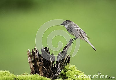 A Mockingbird perches on a wooden stump with a green background. Stock Photo