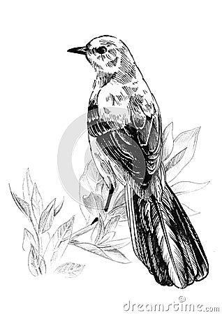 Mockingbird sitting on a branch. Ink graphics Stock Photo