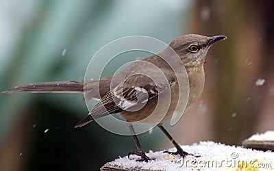 Mockingbird in the snow Stock Photo