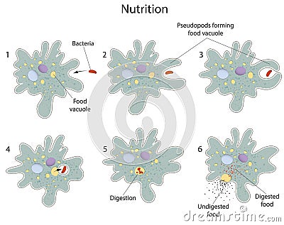 Nutrition of Amoeba Stock Photo