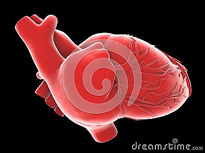 Model of artificial human heart Stock Photo