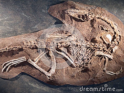 Model Dinosaur Fossil with Ground: Fake Reconstruction Editorial Stock Photo