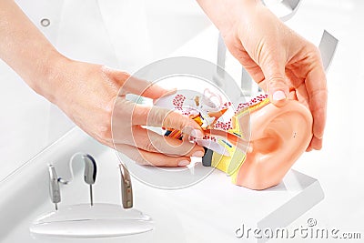 Model of the ear. Stock Photo