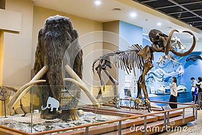 The model and fossil of woolly mammoth Editorial Stock Photo