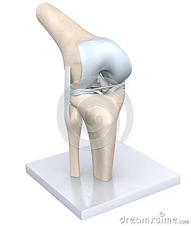 Model Of A Healthy Knee Joint. Bones, Cartilage, Ligaments And Meniscus. 3D Illustration Stock Photo