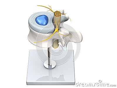 Model of a healthy lumbar vertebra with disc and spinal cord.3D Illustration Stock Photo