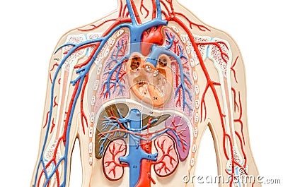 Model human body with liver, kidney, lungs and heart. Stock Photo