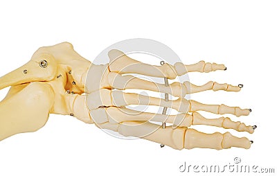 Model of a human foot, with all the toes bones and the ankle. Stock Photo