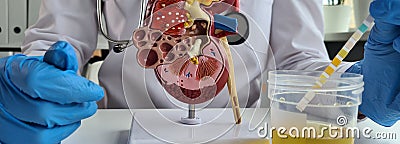 Model of human kidney and ureter on table of urologist doctor with urinalysis test closeup Stock Photo