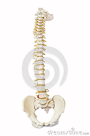 Model of human spine Stock Photo