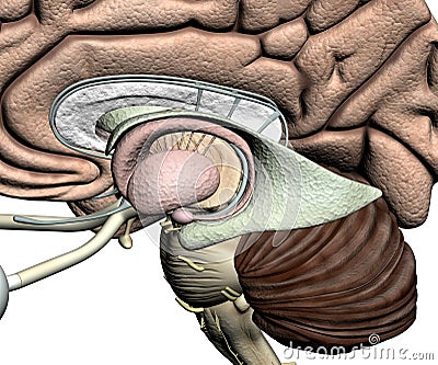 Brain parts - detail Stock Photo