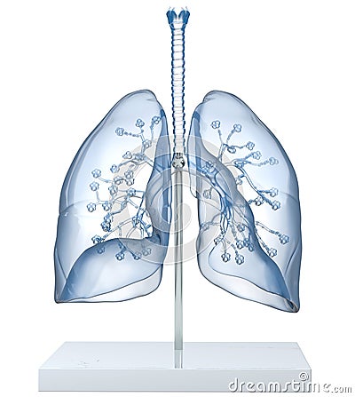 Model Of A Transparent Human Lungs With Trachea, Broncia and Alveoli. 3D illustration Stock Photo