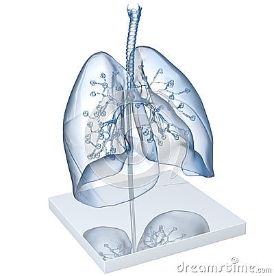 Model Of A Transparent Human Lungs With Trachea, Broncia and Alveoli. 3D illustration Stock Photo