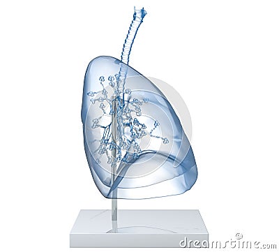 Model Of A Transparent Human Lungs With Trachea, Broncia and Alveoli. 3D illustration Cartoon Illustration