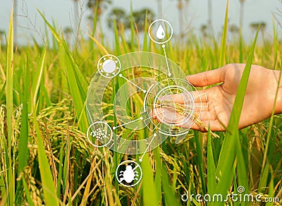 Modern agriculture concept. Hand holding ripe ears of rice and smart farming icon technology on paddy background Stock Photo