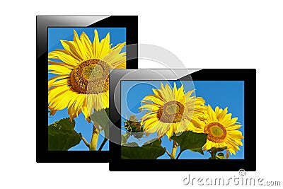 Modern black tablet computer isolated on white background. Tablet pc and screen with Image of sunflowers. Stock Photo