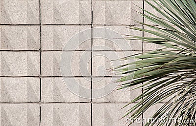 Modern block wall with yucca cactus plant Stock Photo