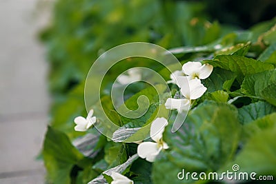 Modern and Clean strawberry Plant .Selective focus on center area Stock Photo