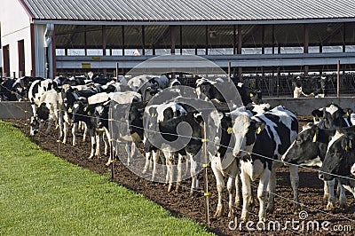 Modern Corporate Dairy Farm, Agriculture Business Stock Photo