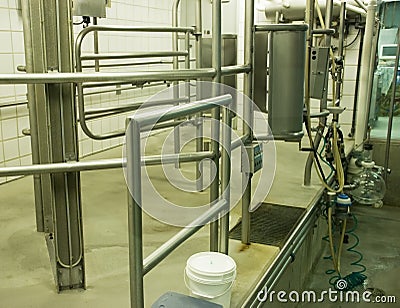 Modern Dairy Farm Cow Milking Stall Stock Photo