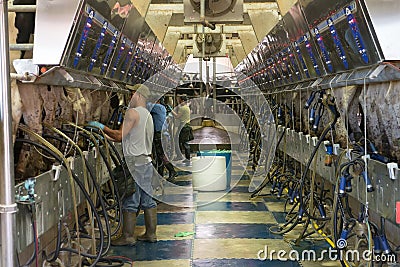 Modern Dairy Farm, Milking Parlor Editorial Stock Photo