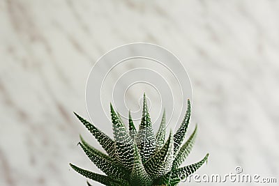 Modern decorative cactus, close up, marble background Stock Photo