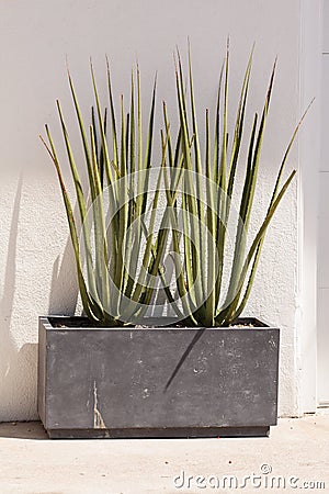 Modern design of tall green spiky aloe Stock Photo