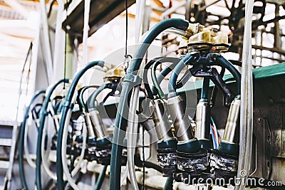 Equipment for automated milking of cows in a dairy Stock Photo