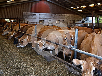 Modern farm cowshed with cows Stock Photo