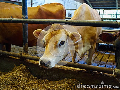 Modern farm cowshed with cows Stock Photo
