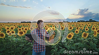 Modern farmer checking quality of sunflower oil at a Helianthus field Stock Photo