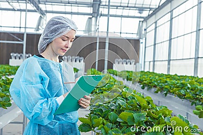 modern farmer planting strawberry farm in roof top greenhouse with clean hygiene controlled environment agriculture Stock Photo