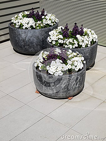 Modern garden: three planters white petunias Stock Photo
