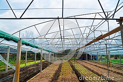 Modern glass greenhouse planting vegetable greenhouses of fresh green spring salad seedlings being cultivated on a summers day Stock Photo