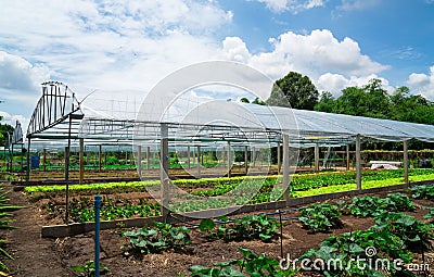 Modern glass greenhouse planting vegetable greenhouses of fresh green spring salad seedlings being cultivated on a summers day Stock Photo