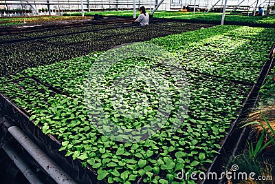 Modern greenhouse or hothouse, cultivation and growth seeds of ornamental plants, flower nursery inside interior Editorial Stock Photo