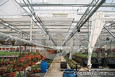 Modern greenhouse nursery or glasshouse, industrial horticulture, cultivation of seedlings of ornamental plants and flowers Stock Photo