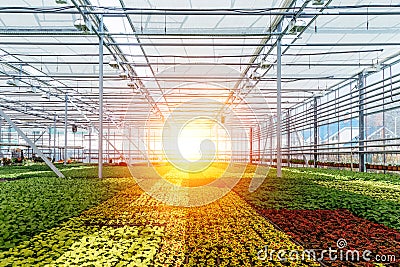 Modern hydroponic greenhouse with climate control system for cultivation of flowers and ornamental plants for gardening Stock Photo