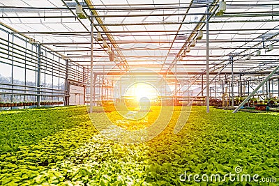 Modern hydroponic greenhouse with climate control system for cultivation of flowers and ornamental plants for gardening Stock Photo