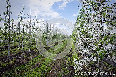 Modern industrial apple garden. Densely blooming white trees Stock Photo