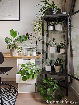 Modern industrial black and white study room with numerous green houseplants such as pancake plants and cacti Stock Photo