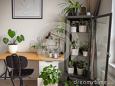 Modern industrial black and white study room with numerous green houseplants such as pancake plants and cacti Stock Photo